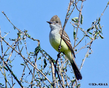 BURLISTO COLA CASTAÑA (Myiarchus tyrannulus)  - Monte sobre Río Cuareim en Estancia la Palma-ARTIGAS (Noviembre 2010)